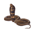Snake - watercolour